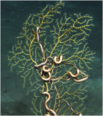 healthy coral