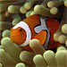 Innovative Tagging Technique May Help Researchers Better Protect Fish Stocks