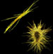 trichodesmium