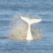 beluga fluke