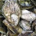 eastern oyster