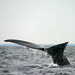 North Atlantic Right Whale