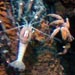 The Evolutionary Puzzle of Seafloor Life