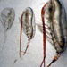 Life in the Arctic Ocean