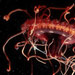 Shedding Light on Light in the Ocean