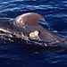 Playing Tag with Whales