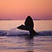 Scientists Muster to Help Right Whales