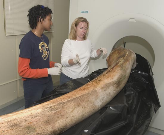 A mandible (lower jaw bone) of a North Atlantic right whale is prepared for scanning by MIT/WHOI Joint Program graduate student Regina Campbell-Malone and CT technologist Julie Arruda.