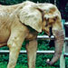 Calimero, a male African elephant