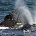 North Atlantic right whales