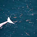 dead finback surrounded by sharks