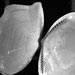 clam