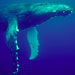 humpback whale