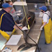 marine mammal laboratory at Woods Hole Oceanographic Institution
