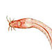 hagfish
