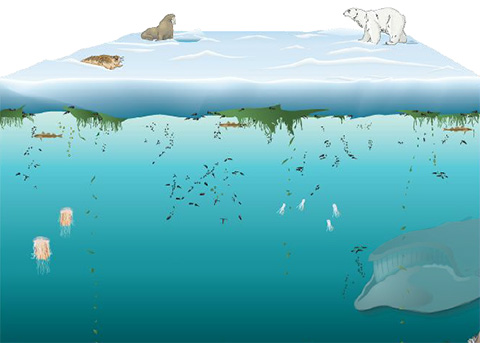 Arctic Ecosystem