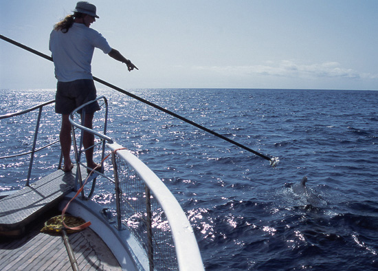 Tagging the whales to study their behavior