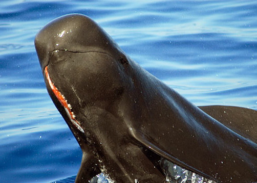  Pilot and Beaked Whales off the Canary Islands