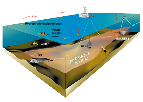 Tracking whales' feeding behavior