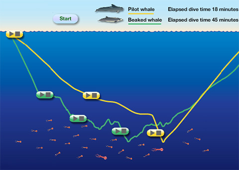  Different Whales, Different Hunting Styles