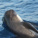 Whale FM