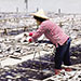 A War of Knowledge to Save Sharks