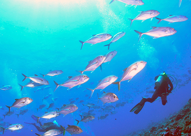Voyage to the Remote Phoenix Islands