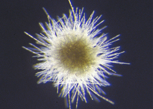 The many faces of Trichodesmium