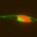 Scientist Discover the Vitamin B12 Claw