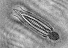 Imaging Oil Droplets & Plankton