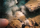 Seafloor Oil Seep