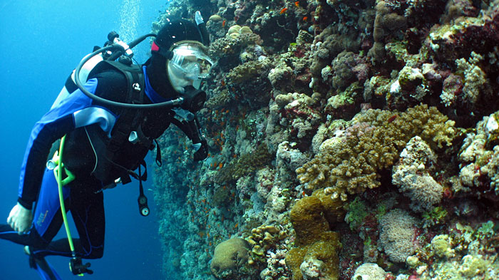 ocean life institute woods hole oceanographic institution