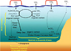 Climate Variability, Ocean Circulation, and Ecosystems