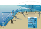 Coastal Ocean Dynamics and Ecosystems
