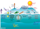 Ocean Atmosphere Exchange