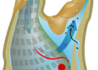 Anatomy of a Squirt