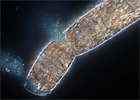 The Many Faces of Trichodesmium