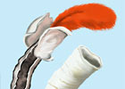 Tubeworm Anatomy