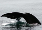 Marine Mammal Behavior Laboratory