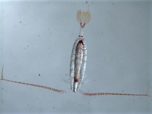 Copepod