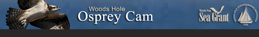 osprey cam
