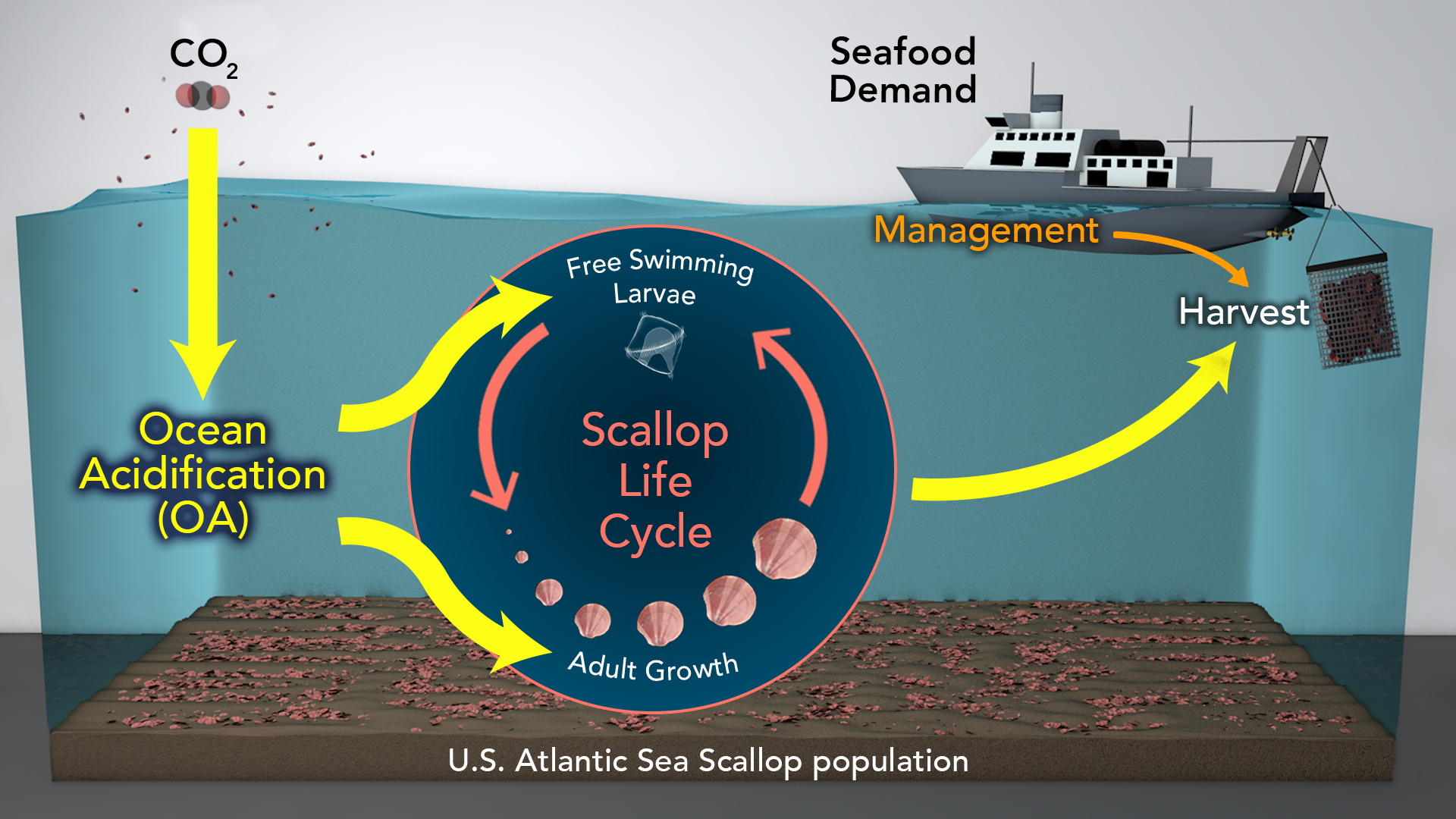 Diagrama conceitual do modelo que vincula a dinâmica da população de vieiras marinhas, (rosa) possíveis mudanças climáticas e impactos da acidificação dos oceanos (amarelo) e desenvolvimento econômico e estratégias de manejo
