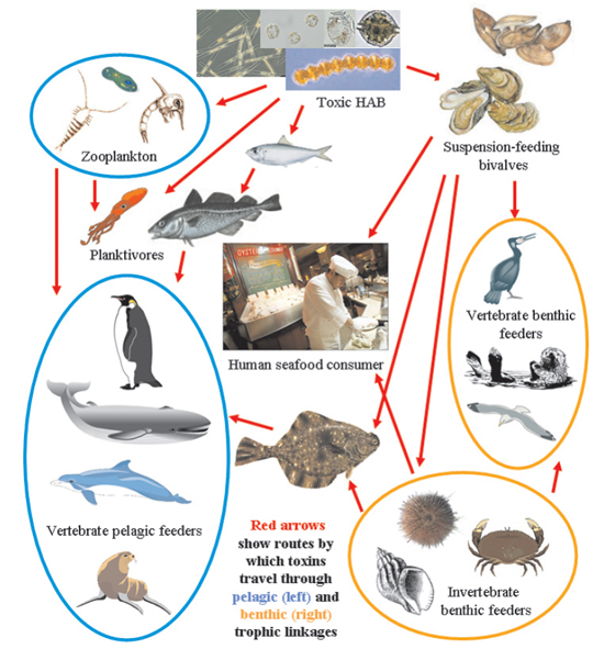 Ecosystem Chart Images