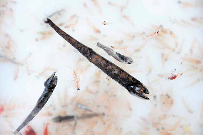 A Methot net tow overnight brought back a diverse sample of fish and shrimp, including several dragon fish.