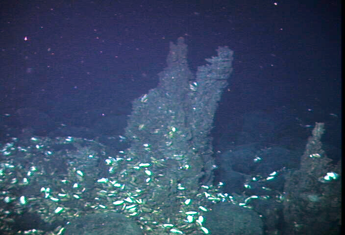 Sulfide structures, Galapagos Rift