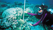 Ocean Life