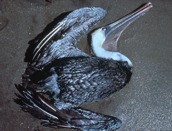 dead pelican
