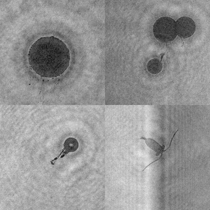 Holographic images of oil droplets and a copepod (bottom right) from the Gulf of Mexico.