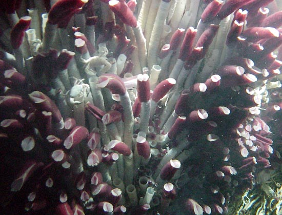 white-bodied, red-lipped tubeworms