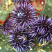 Sea Urchin Genome Yields New Understanding of